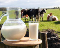 Минсельхоз России: объем реализации молока в сельхозорганизациях вырос на 2,8%