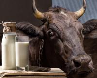 Молочное животноводство Татарстана переживает масштабную модернизацию