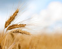 На 31 октября собрано 113,6 млн тонн зерна