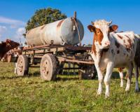 Объем реализации молока в сельхозорганизациях вырос на 8,2%