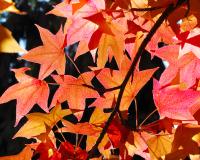 Осень. Время жарить листья