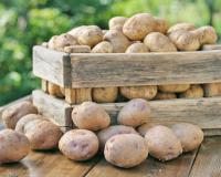 Урожай картофеля в 2019 году вырастет до 22,8 млн тонн