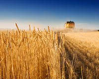 Урожай зерна в Подмосковье в 2018 году превысит 400 тыс тонн
