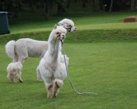 В Можайском районе состоялся первый Alpaca Wellbeing Fest – праздник Счастливого Образа Жизни