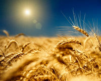 В следующем году урожай зерновых в России вырастет на 10%