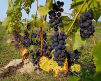 Виноградники в Тульской области