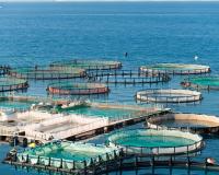Власти РФ рассмотрят предложения о возможности расширения до береговой линии участков под разведение аквакультур