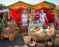 Волгоградские овощеводы обменялись опытом в рамках Дня поля