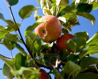 Воплощение передовых технологий и многовековых традиций садоводства в Тульской области