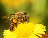 За погибших пчел пасечники области получили 9 млн рублей
