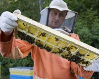 Закон о пчеловодстве планируют принять в Подмосковье в IV квартале 2019 года