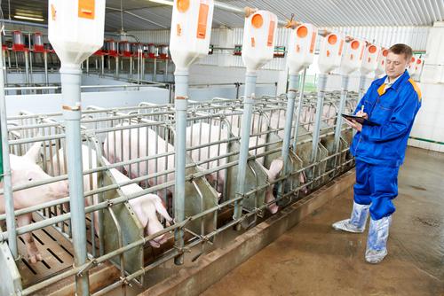 Новости ТВОЙПРОДУКТ: Производство продукции свиноводства за 11 месяцев текущего года увеличилось на 9,3%
