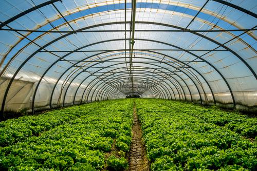 Новости ТВОЙПРОДУКТ: Сбор тепличных овощей вырос на 28,3%