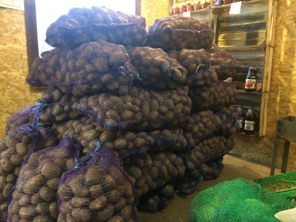 Без рубрики ТВОЙПРОДУКТ: Собрано 100 кг картофеля