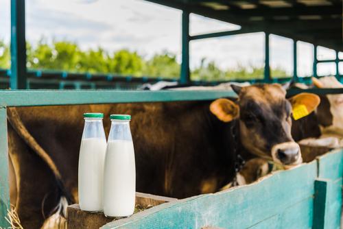 Новости ТВОЙПРОДУКТ: Топ-10 регионов по среднесуточному надою молока