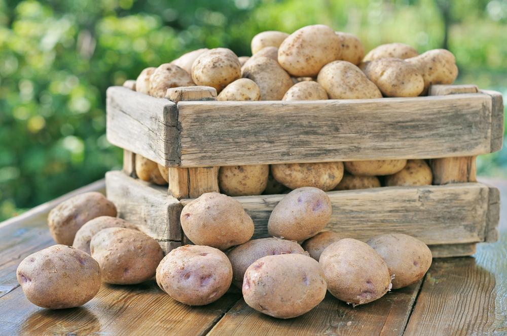 Новости ТВОЙПРОДУКТ: Урожай картофеля в 2019 году вырастет до 22,8 млн тонн
