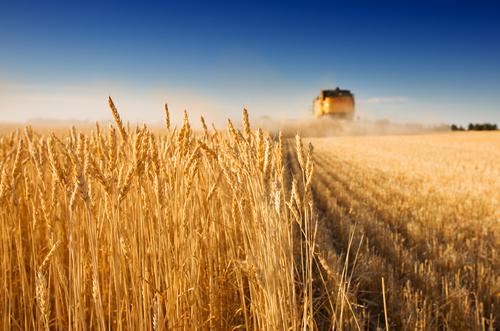Новости ТВОЙПРОДУКТ: Урожай зерна в Подмосковье в 2018 году превысит 400 тыс тонн