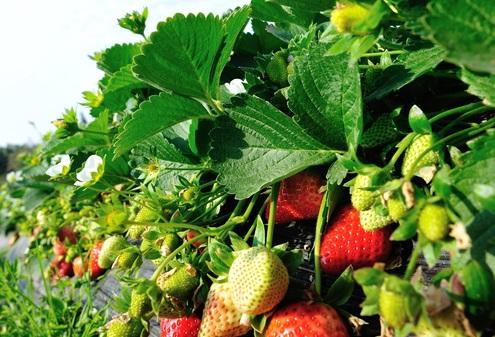 Новости ТВОЙПРОДУКТ: В Минсельхозе обсудили меры по повышению объема инвестиций в сельское хозяйство к 2024 году