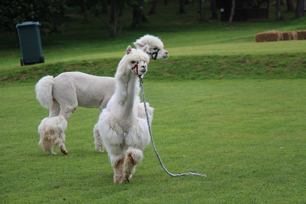Новости ТВОЙПРОДУКТ: В Можайском районе состоялся первый Alpaca Wellbeing Fest – праздник Счастливого Образа Жизни