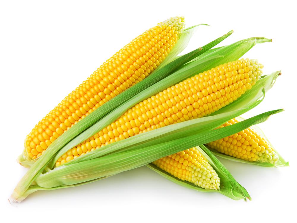 Новости ТВОЙПРОДУКТ: В Подмосковье планируют увеличить площади посевов кукурузы
