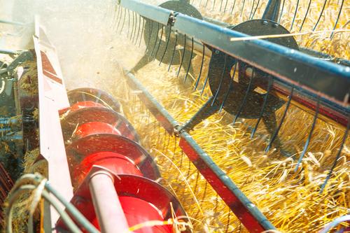 Новости ТВОЙПРОДУКТ: В России собрано более 50 млн тонн зерна