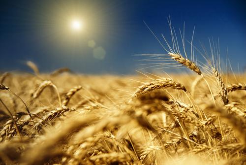 Новости ТВОЙПРОДУКТ: В следующем году урожай зерновых в России вырастет на 10%