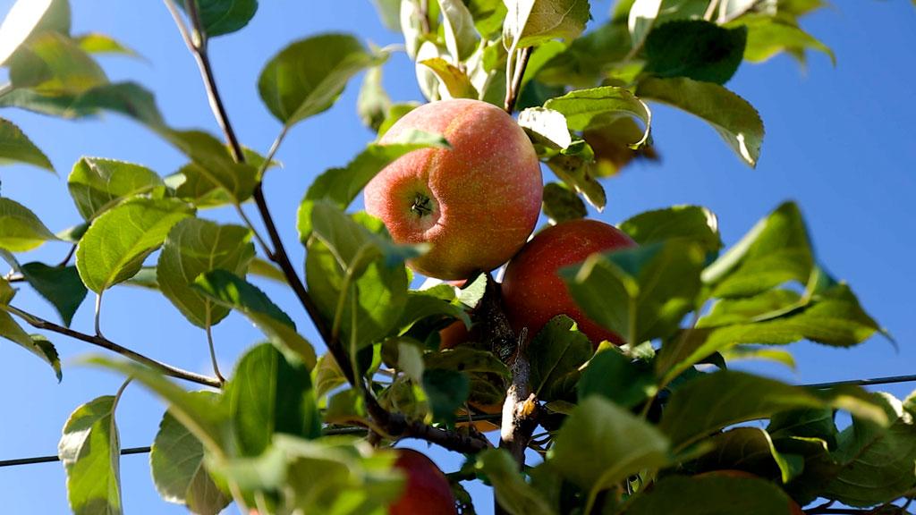ТВОЙПРОДУКТ: Медовый хруст в Тульской области