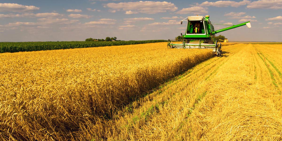 Новости ТВОЙПРОДУКТ: WSJ: рекордные объемы экспорта пшеницы из России угрожают благосостоянию фермеров США