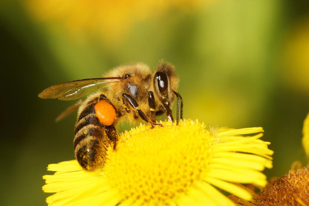 Новости ТВОЙПРОДУКТ: За погибших пчел пасечники области получили 9 млн рублей