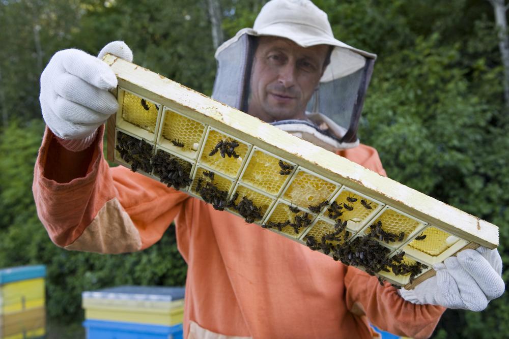 Новости ТВОЙПРОДУКТ: Закон о пчеловодстве планируют принять в Подмосковье в IV квартале 2019 года